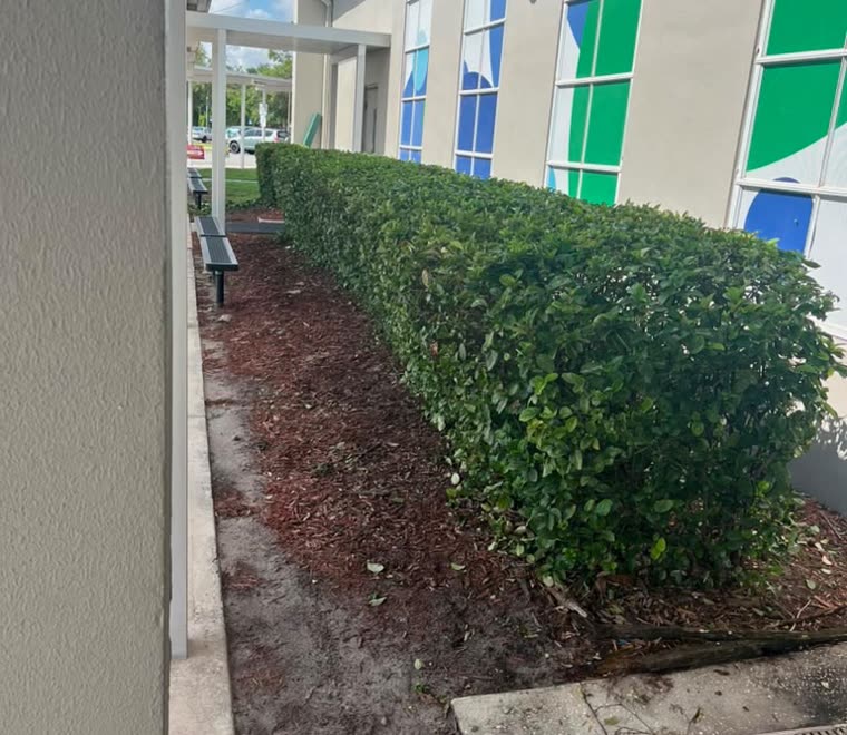 Freshly trimmed hedge and mulch bed