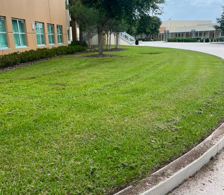 Sweeping curved lawn edge, freshly mowed