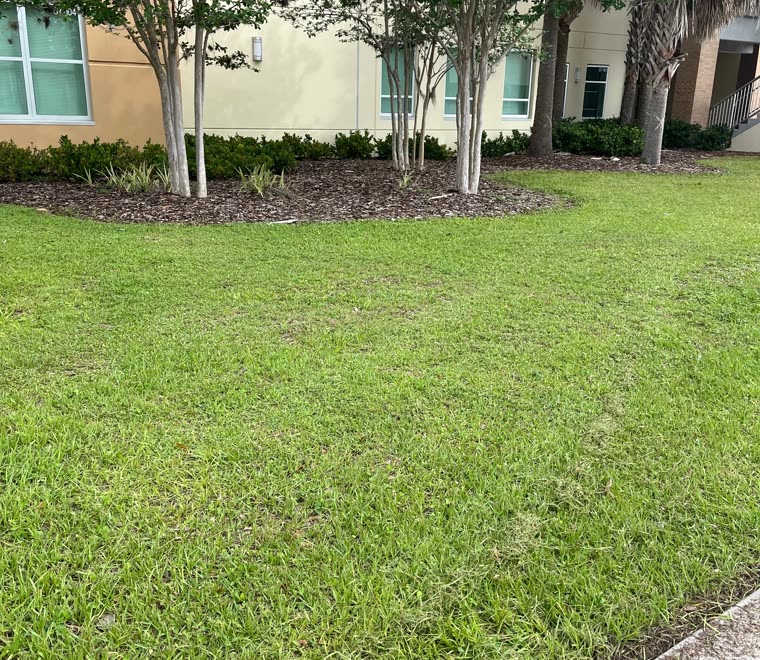 Mowed lawn with crepe myrtle trees